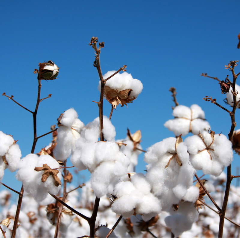cotton_and_sky